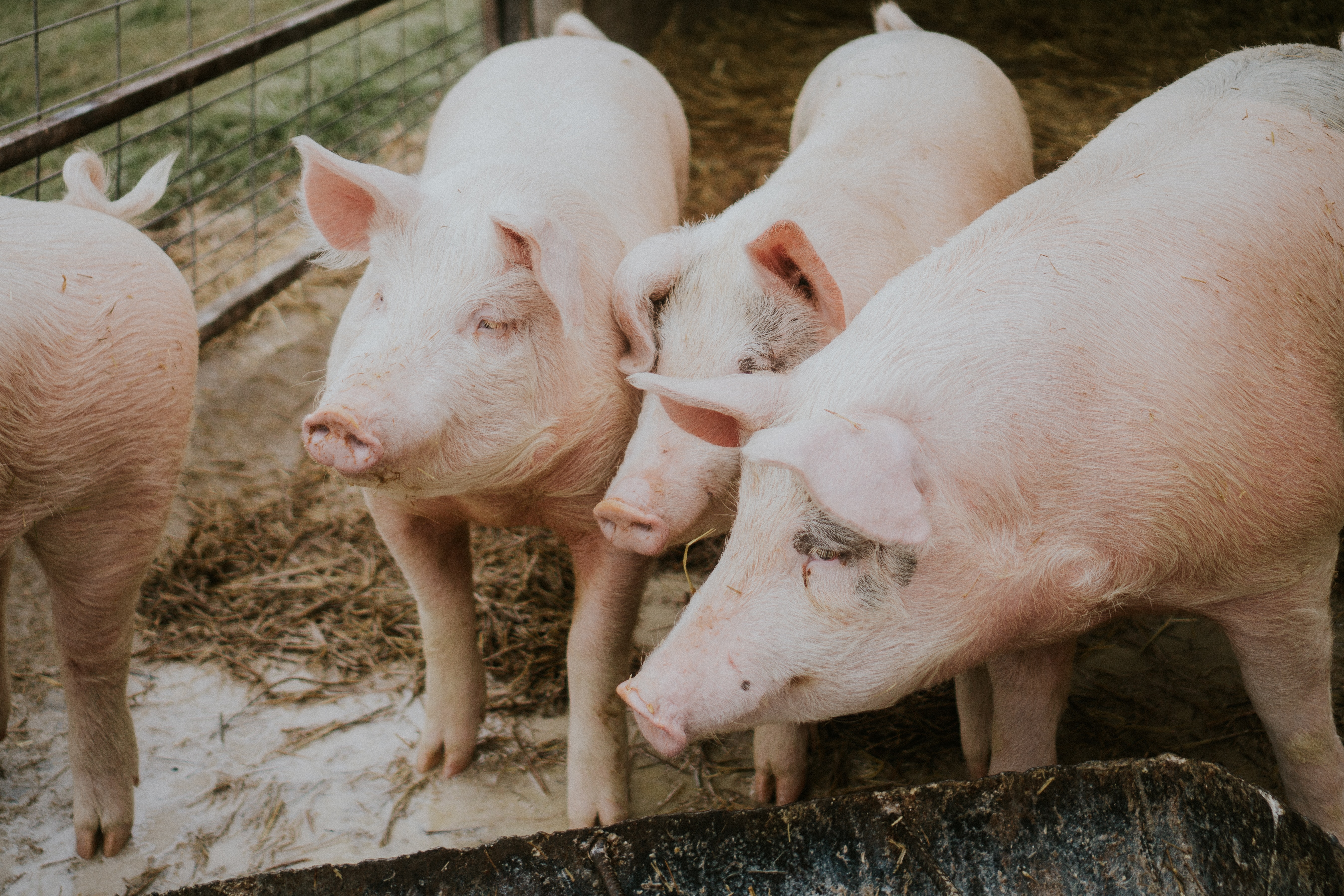 Porcs en croissance