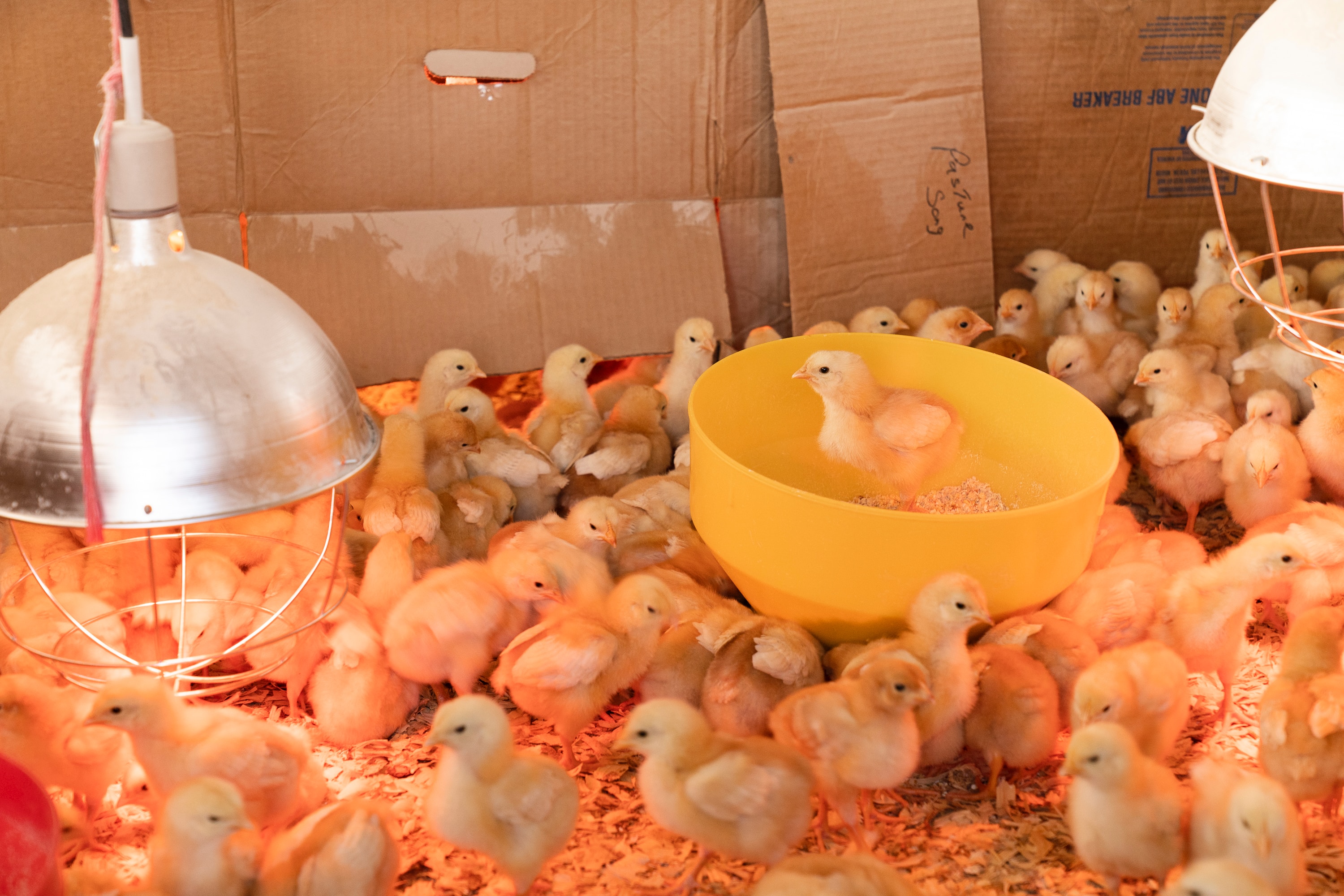Gestion des mycotoxines